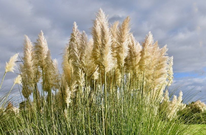 Pampas Grass (Cortaderia selloana)