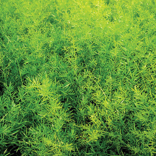 Asparagus Sprengeri (Sprenger's Asparagus, Asparagus Fern)