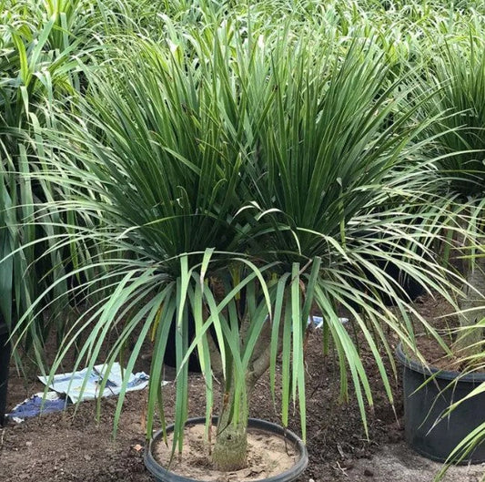 Dracaena Draco Multiheads (Dragon Tree)