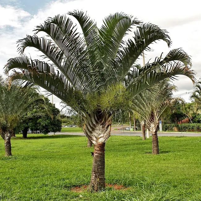 Dypsis Decaryi (Triangular Palm)