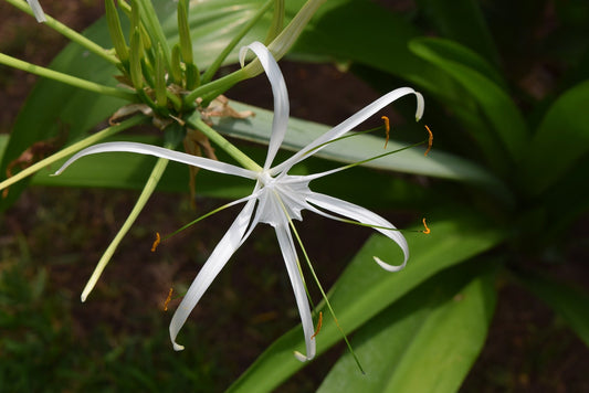 Hymenocallis Littoralis (Spider Lily)