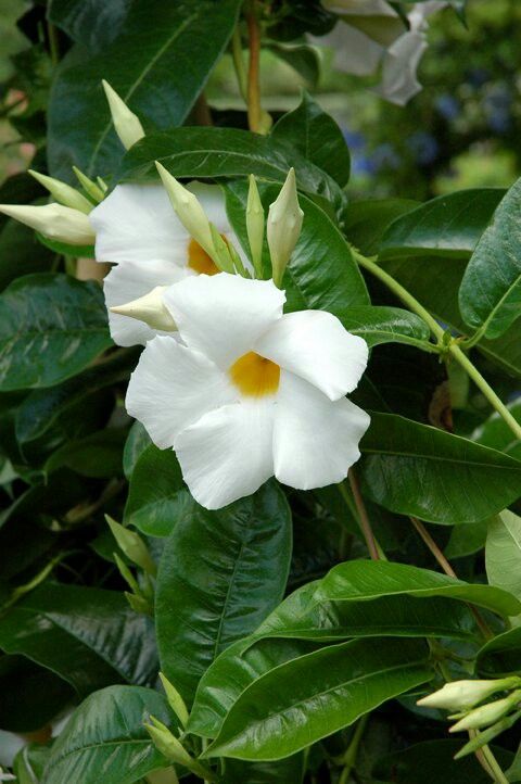 Mandevilla Boliviensis White (White Mandevilla)