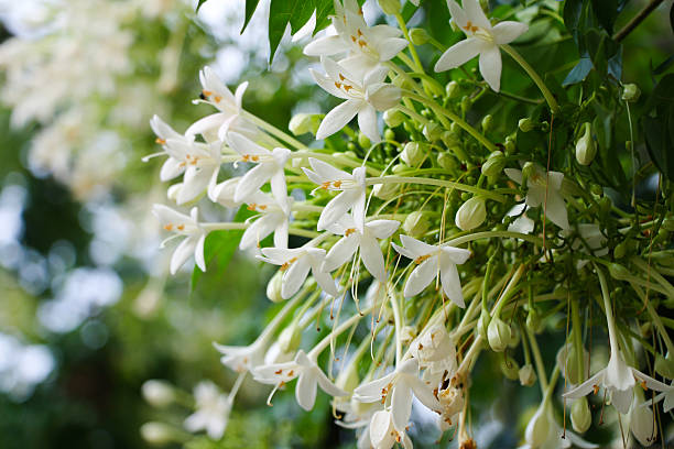 Millingtonia Hortensis (Indian Cork Tree)