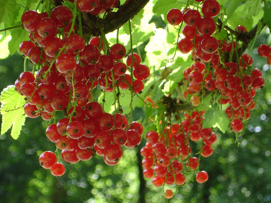 Santalum Rubrum