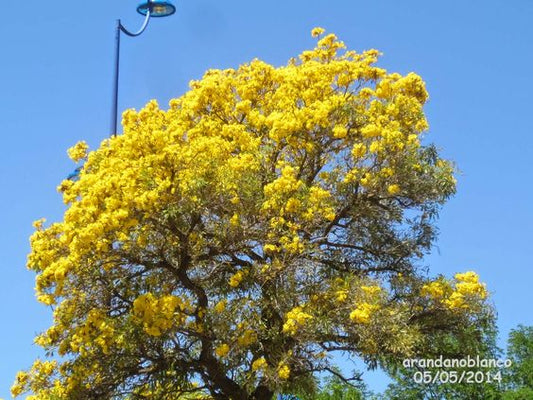 Tabubia Argenta (Silver Trumpet Tree)