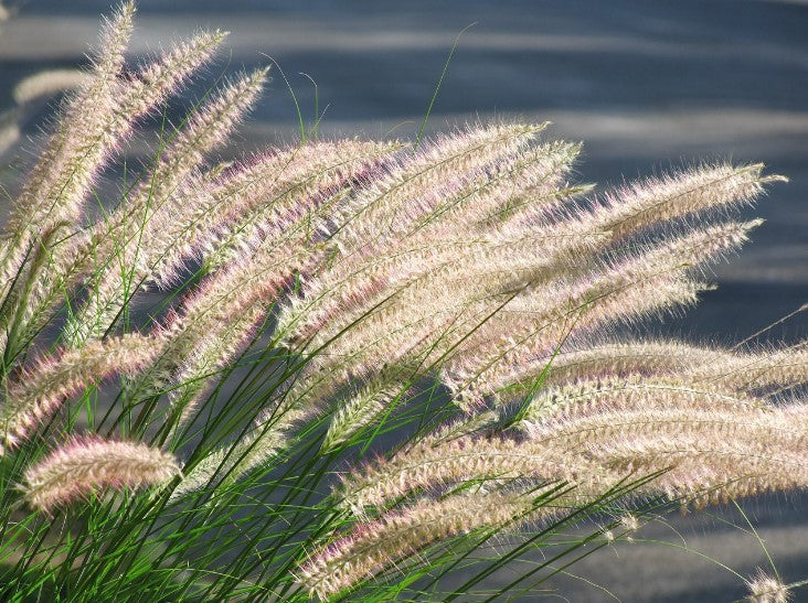 Pennisetum Aiopecuroides (Chinese Fountain Grass)