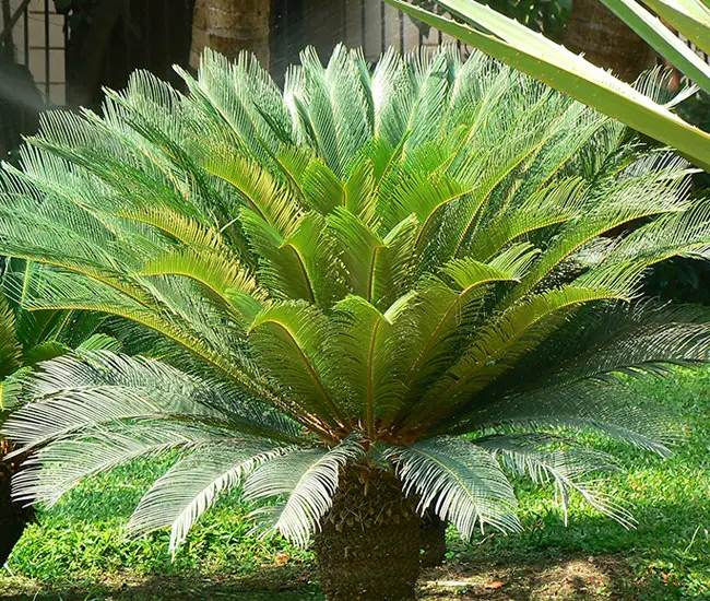 Cycas Revoluta (Sago Palm, King Sago)