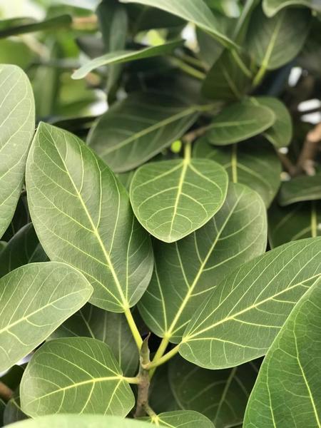 Ficus Benghalensis (Banyan Tree)