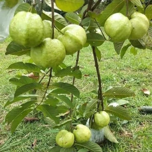 Guava Lucknow