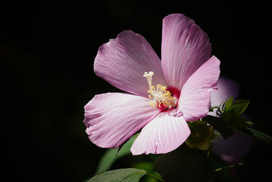 Hibiscus Species (Hibiscus, Rose Mallow)