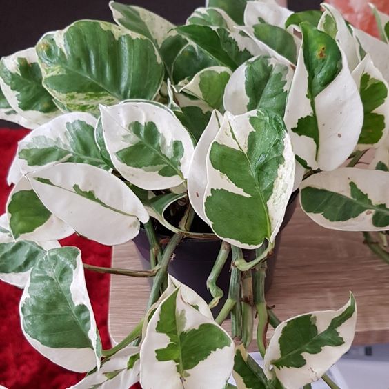 Monet Plant Enjoy (Pothos 'Enjoy')