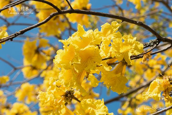 Tabeuia Chrysantha (Golden Trumpet Tree)