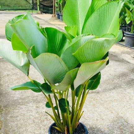 Calathea Lutea (Cigar Plant)