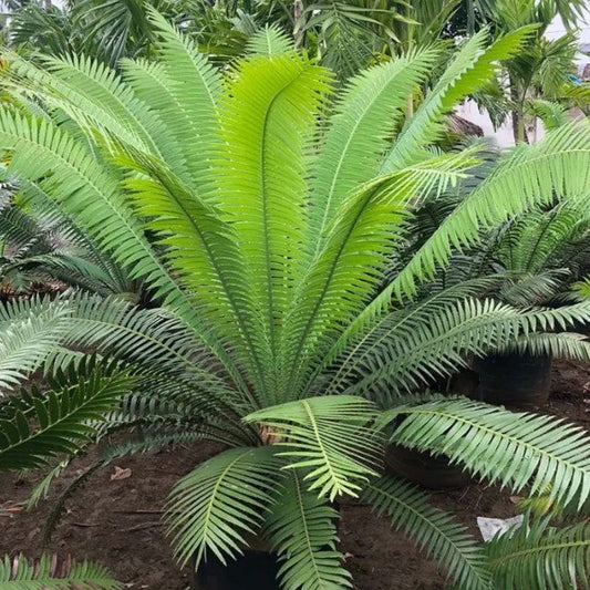 Cycas Dioon (Dioon Palm)