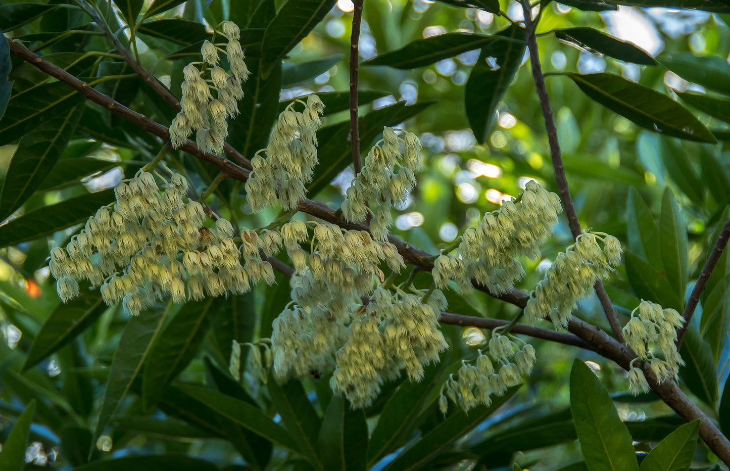 Elaeocarpus Ganitrus (Rudraksha)