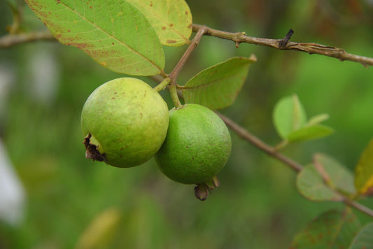 Guava Mini