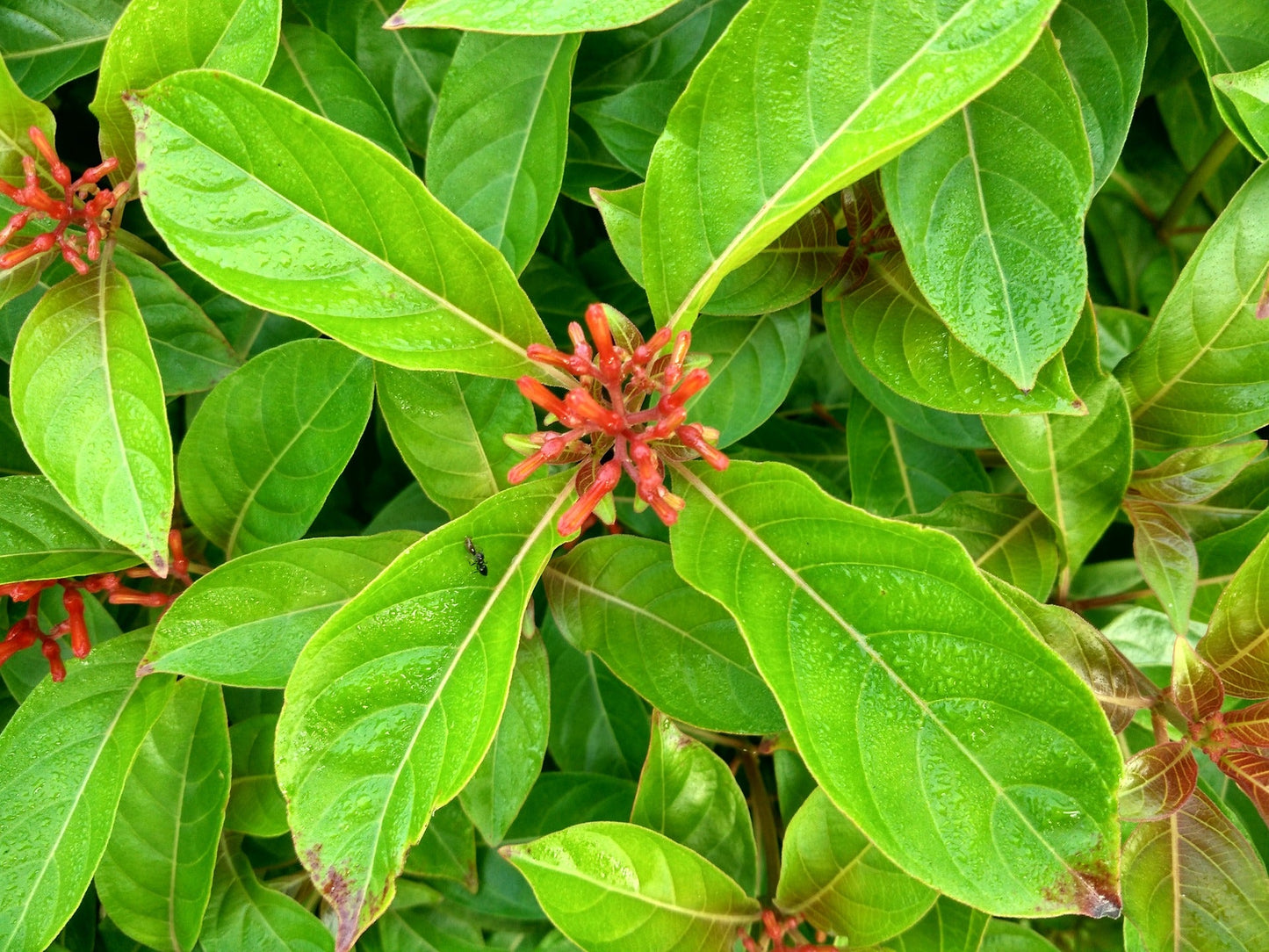 Hamelia Patens (Firebush, Hummingbird Bush)