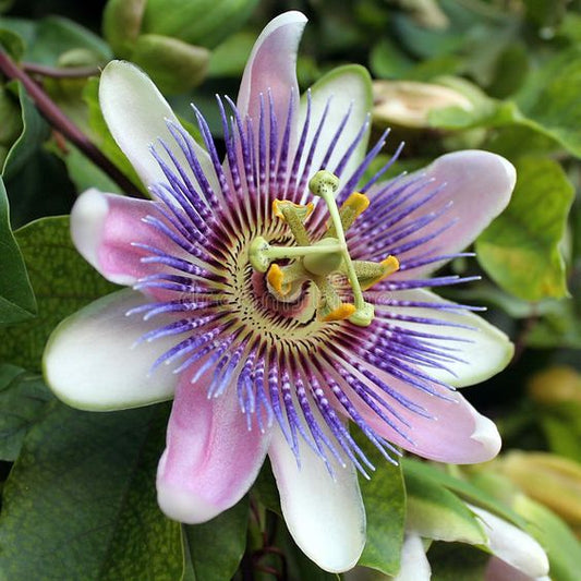 Passiflora Caerulea Blue (Blue Passionflower)