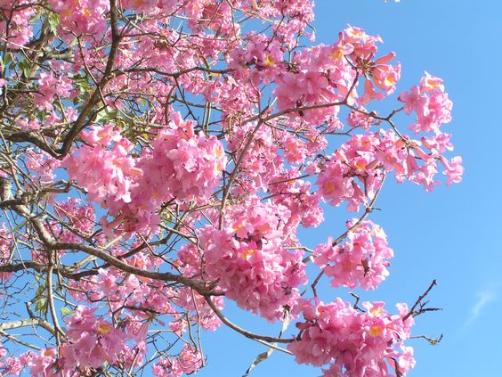 Tabebuia Avellandea (Pink Trumpet Tree)