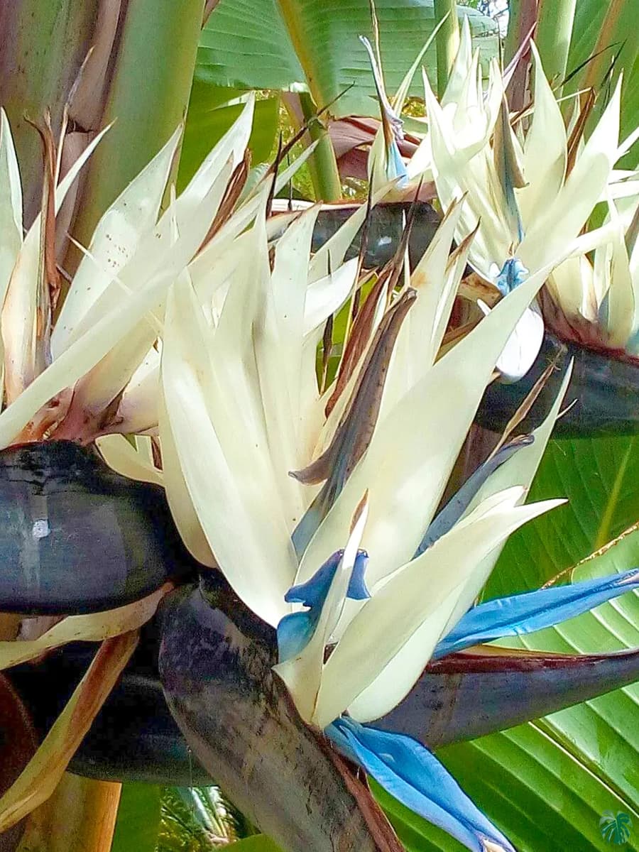 Bird of Paradise White (Strelitzia nicolai)