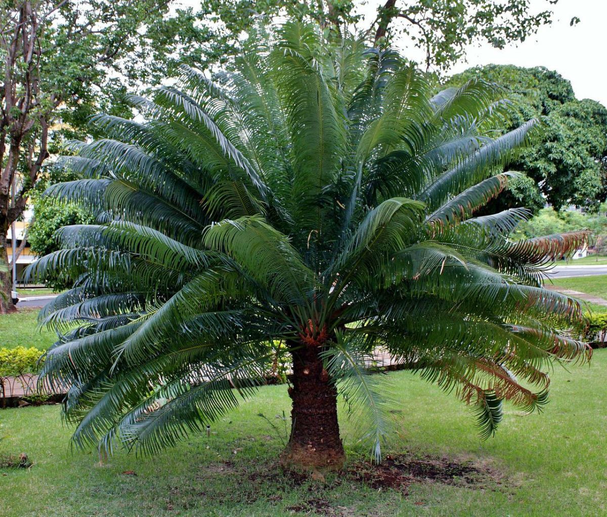 Cycas Circinalis (Queen Sago)