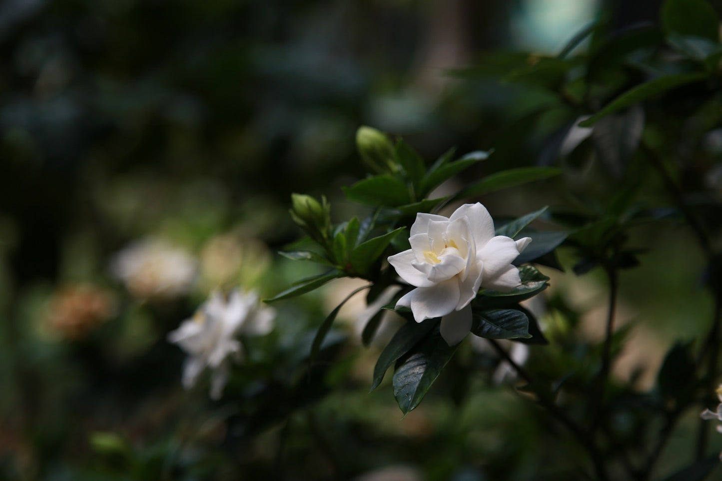 Gardenia Jasminoides (Gardenia, Cape Jasmine)