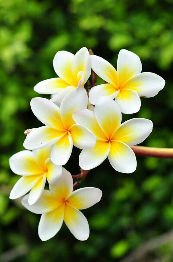 Plrmeria Rubra (Frangipani)