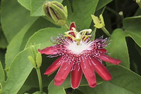 Passiflora Caerulea Red (Red Passionflower)