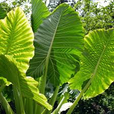 Alocasia Macrorrhiza (Giant Taro, Elephant Ear)