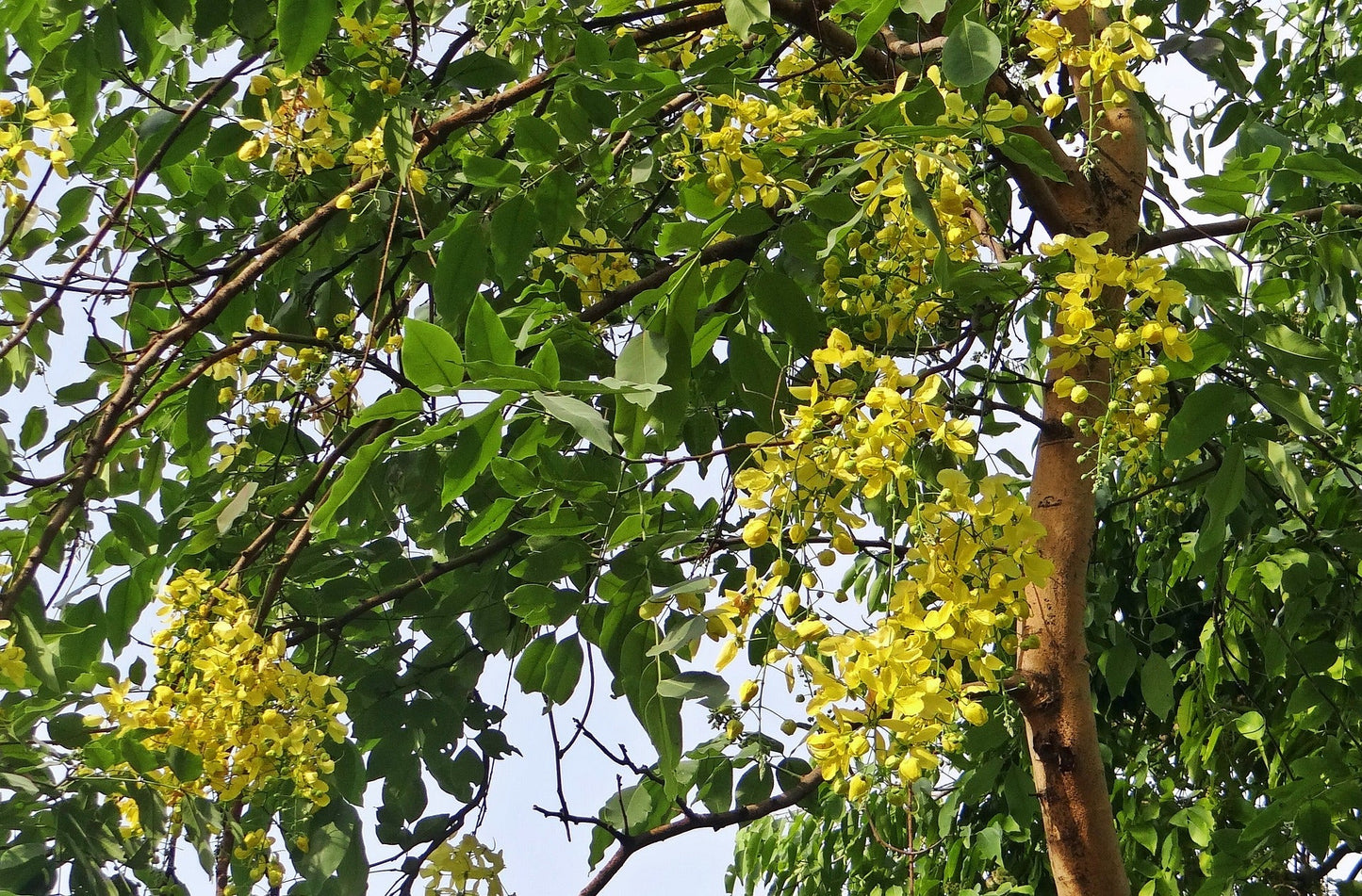 Cassia Fistula (Golden Shower Tree)