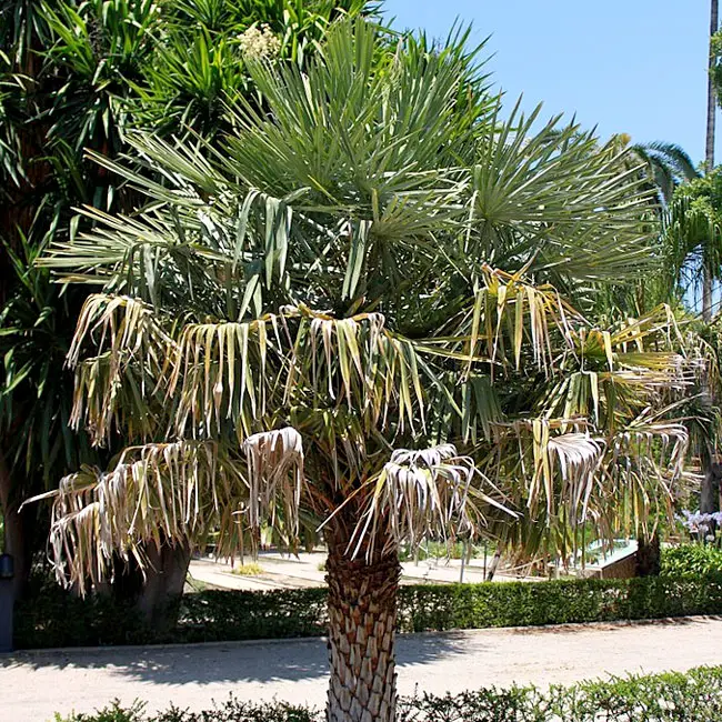 Copernicia Alba (Caranday Palm, Wax Palm)