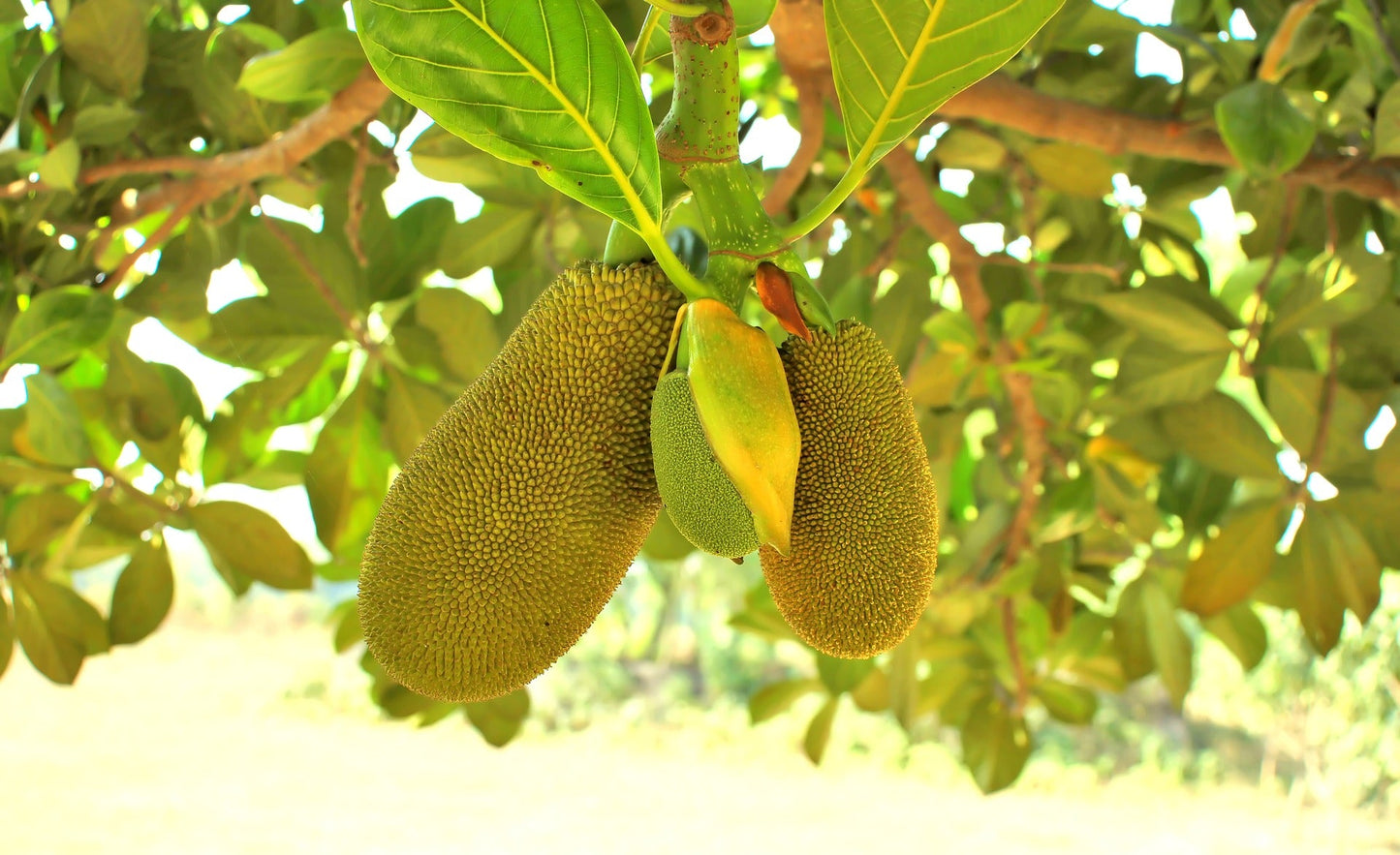 Jackfruit Gumless