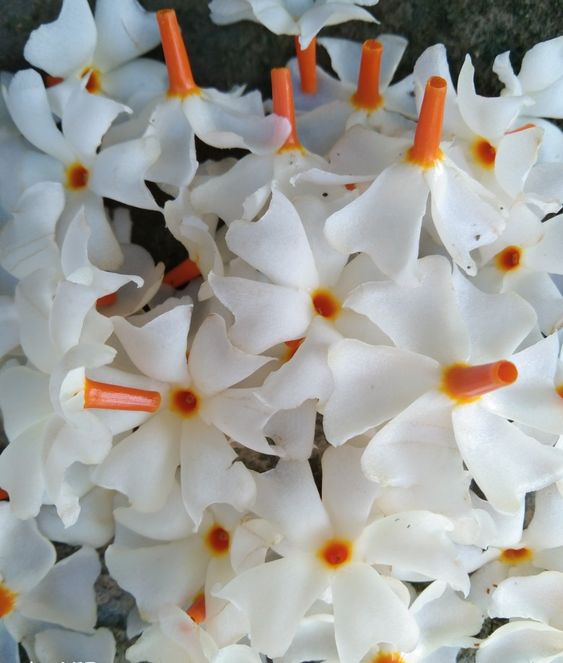 Parijatham (Nyctanthes Arbor-Tristis, Night-Flowering Jasmine)