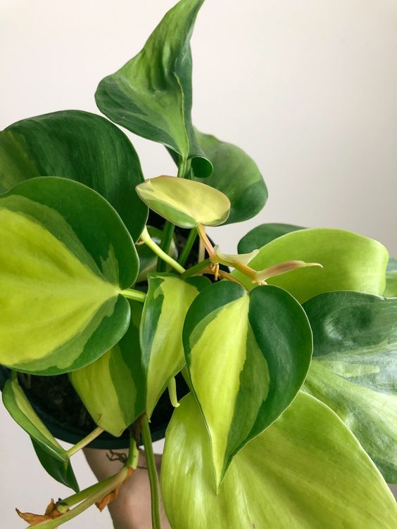 Philodendron Walchi (Wallich's Philodendron)