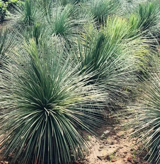 Agave Geminiflora (Twin Flower Agave)