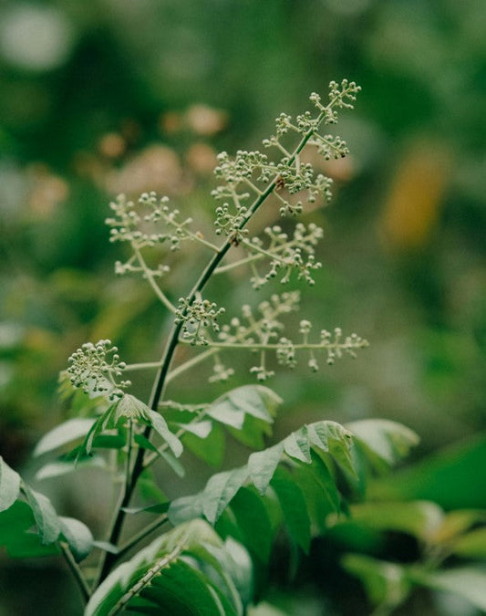 Azadirachta Indica (Neem)