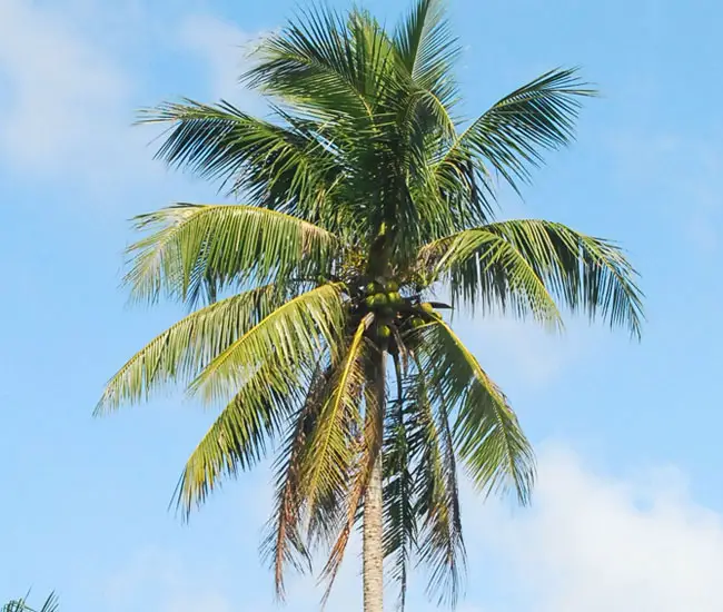 Cocos Nucifera (Coconut Desi and Hybrid, Coconut Palm)