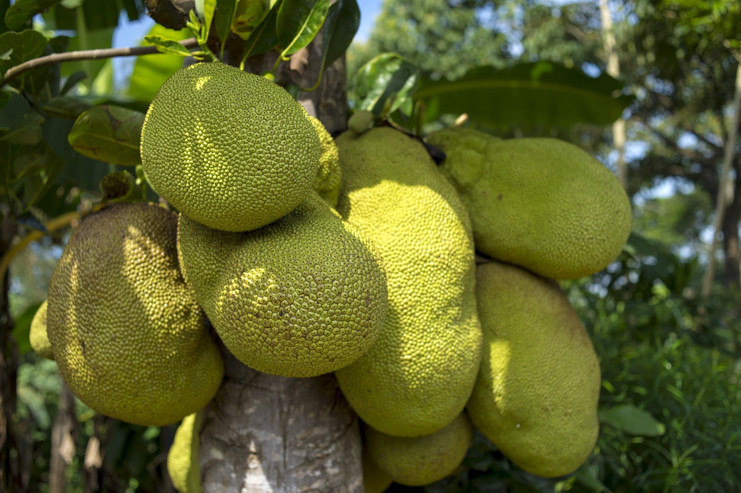 Jackfruit Grafted