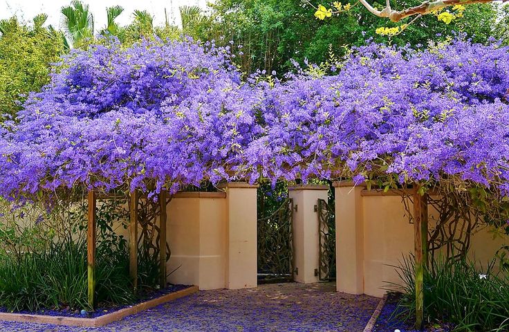 Petrea Volubilis (Queen's Wreath)