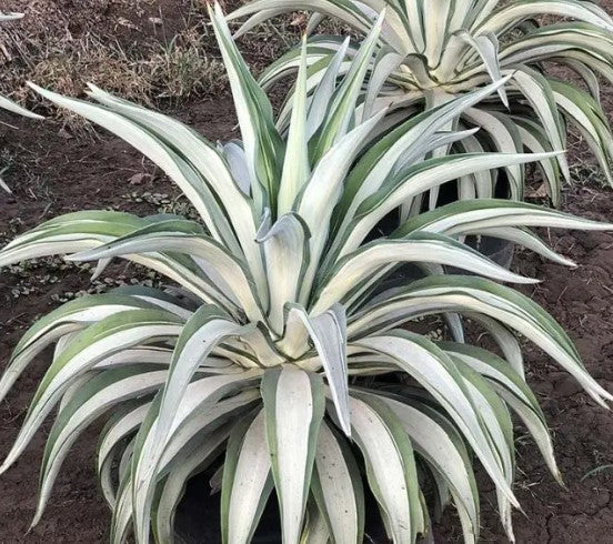 Agave Americana (Century Plant)