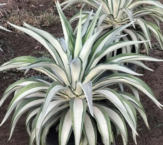 Agave Americana (Century Plant)