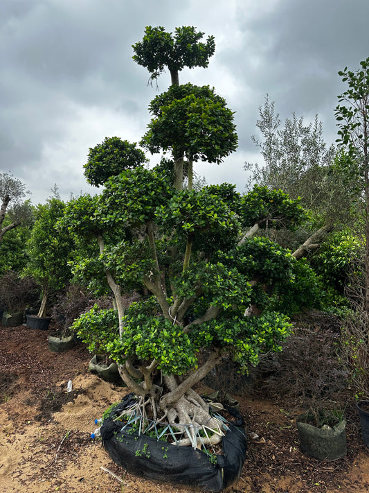 Bonsai 29