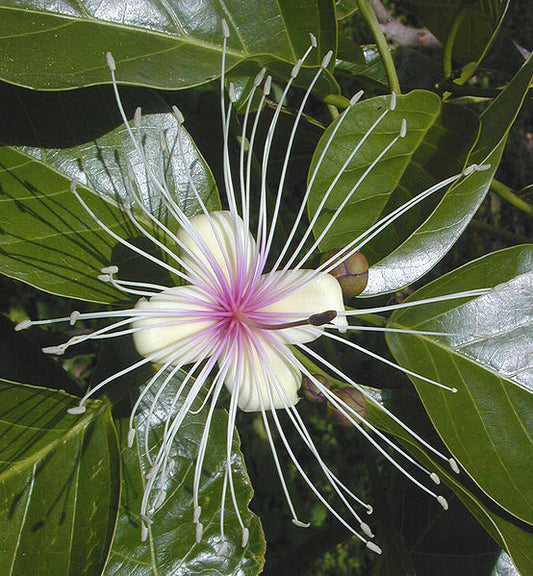 Cratera Religiosa (Sacred Lotus)