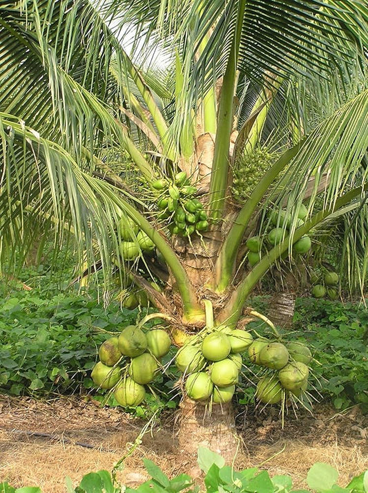 Coconut Green Dwarf (Green Dwarf Coconut Palm)