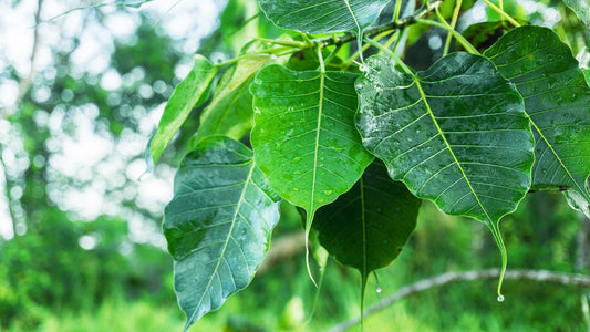 Ficus Religiosa (Peepal Tree)