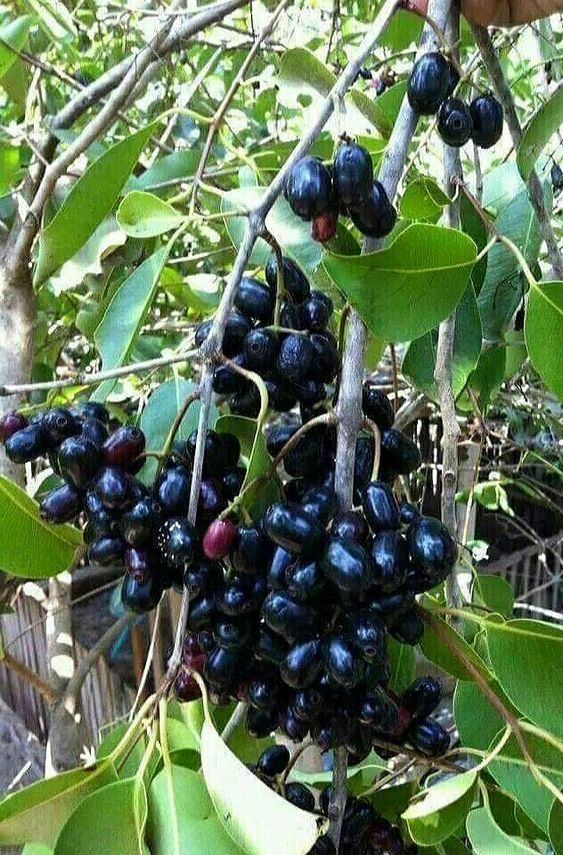 Jamun Grafted