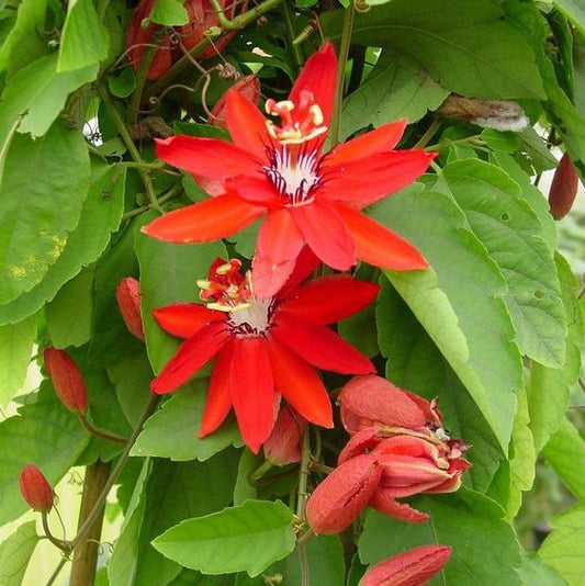 Passiflora Red (Red Passionflower)