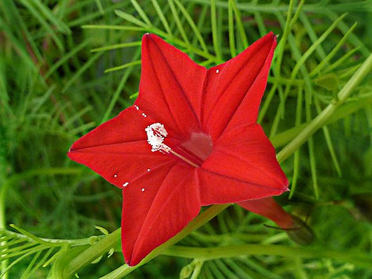 Convolvulaceae Creeper (Morning Glory Family)