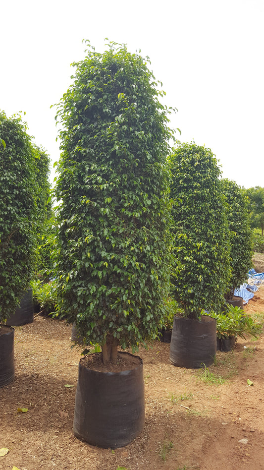 Ficus Benjamina (Weeping Fig, Benjamin Fig)