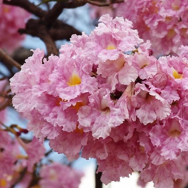 Tabubeia Rasesa (Pink Trumpet Tree)